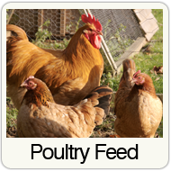 poultry-feed.png