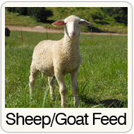 sheep-feed.png