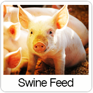 swine-feed-over.png